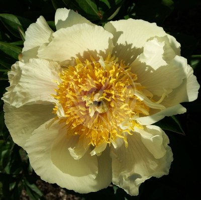 Claire de Lune 20190518_162938 upr